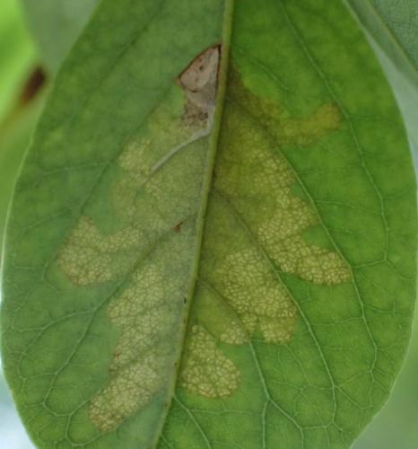 Réf. 210 474 : Parectopa robiniella